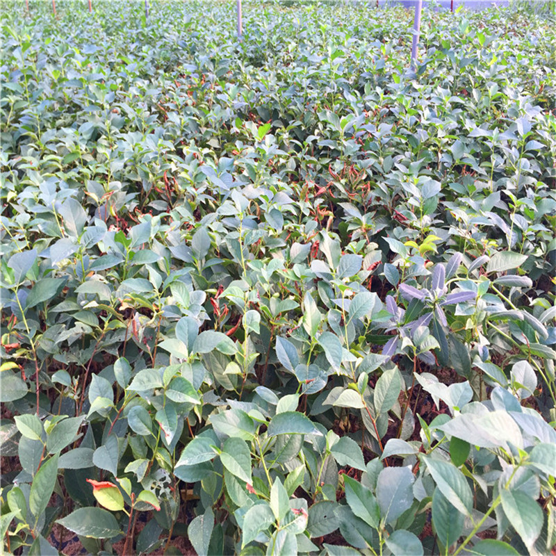 哪里有賣吉塞拉12號砧木吉塞拉12號砧木價格哪里便宜