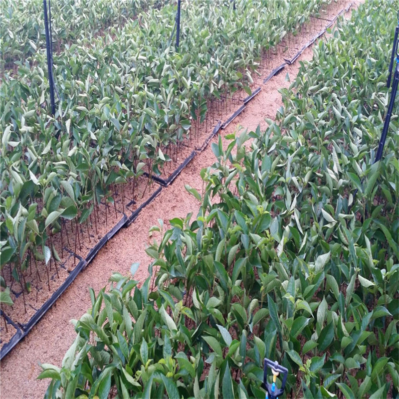 桃樹小苗種植基地桃樹小苗一棵多少錢