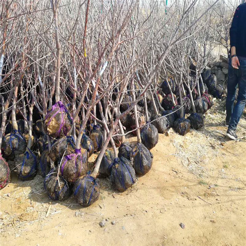 桃樹小苗種植基地桃樹小苗一棵多少錢