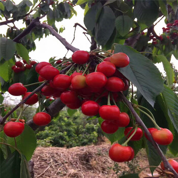 紅油香椿苗價(jià)格新品種紅油香椿苗哪里有賣的