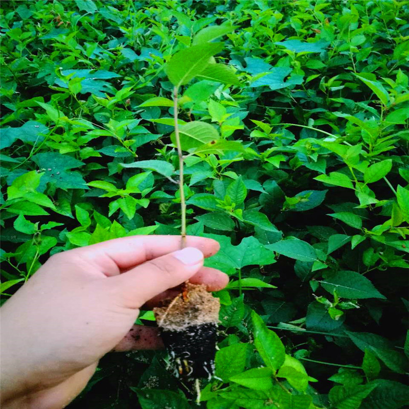 2018年吉塞拉12號砧木供應(yīng)基地