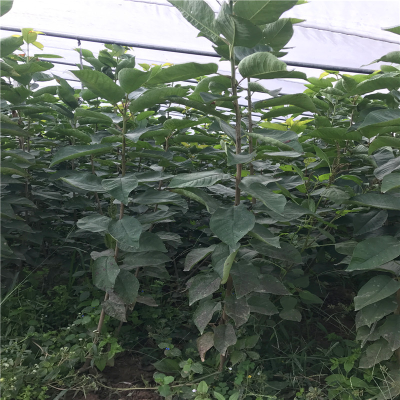 大棚香椿苗批發(fā)什么價格新品種大棚香椿苗批發(fā)單價