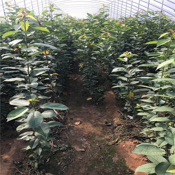 哪里有賣吉塞拉12號(hào)砧木吉塞拉12號(hào)砧木價(jià)格多少