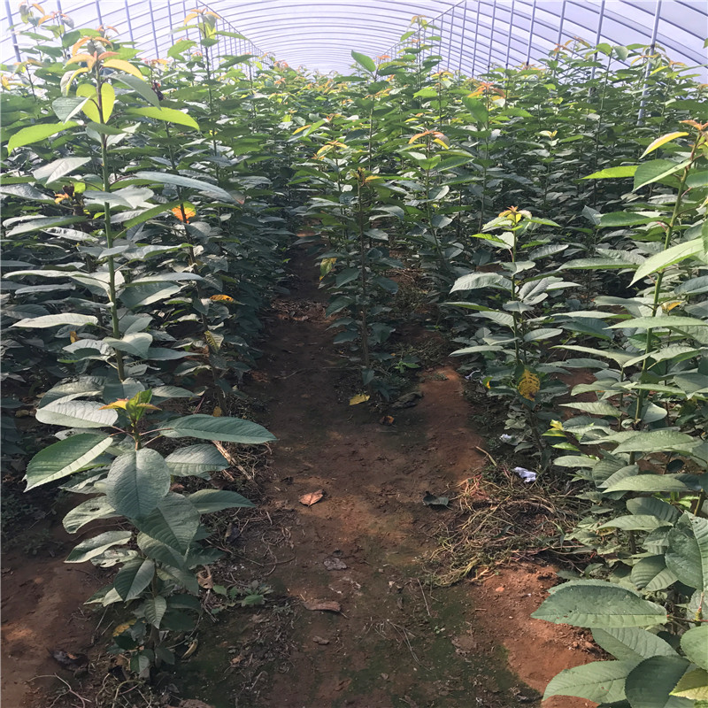 2018年吉塞拉12號砧木供應(yīng)基地