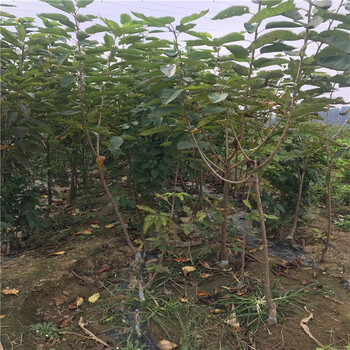 大棚香椿苗批發(fā)什么價格新品種大棚香椿苗批發(fā)單價