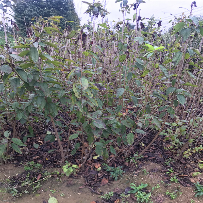 附近哪里有吉塞拉砧木吉塞拉砧木批發(fā)出售