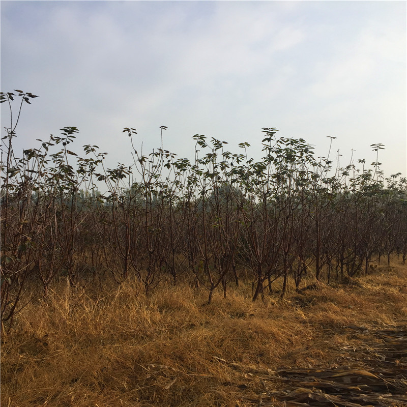 桃樹小苗種植基地桃樹小苗一棵多少錢