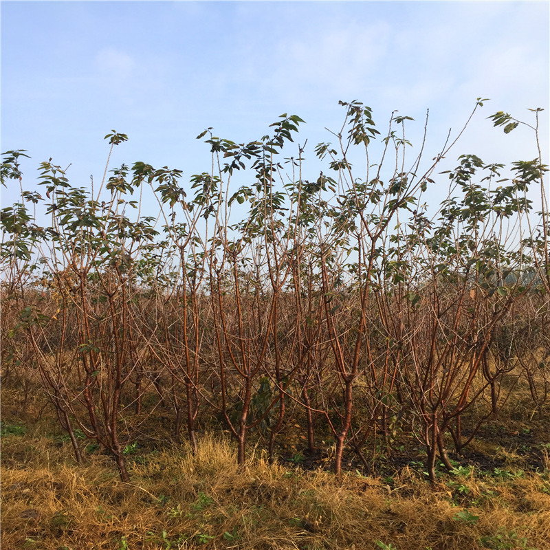 矮化香椿苗價(jià)格多少山東矮化香椿苗批發(fā)單價(jià)