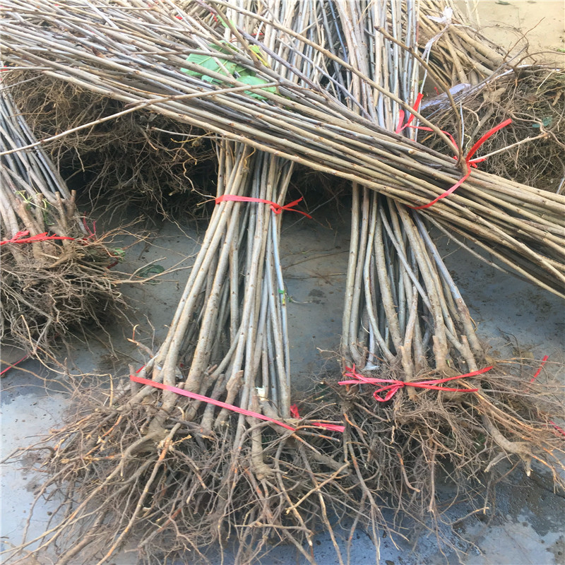 哪里有賣吉塞拉12號砧木吉塞拉12號砧木價格多少