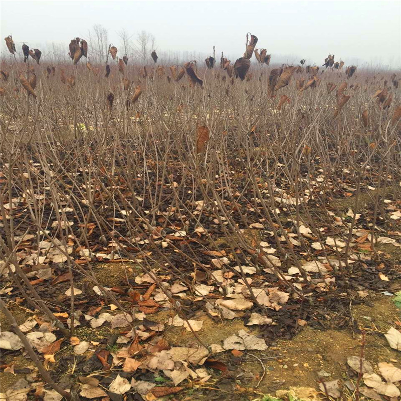 哪里有賣吉塞拉12號砧木吉塞拉12號砧木價格哪里便宜
