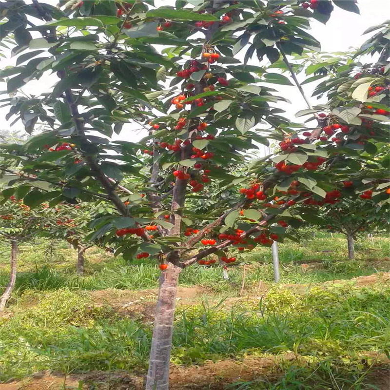 2018年吉塞拉12號砧木供應(yīng)基地
