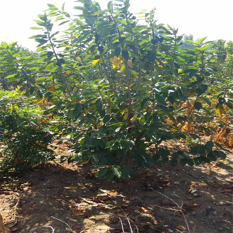 哪里有蘭丁砧木蘭丁砧木多少錢一株