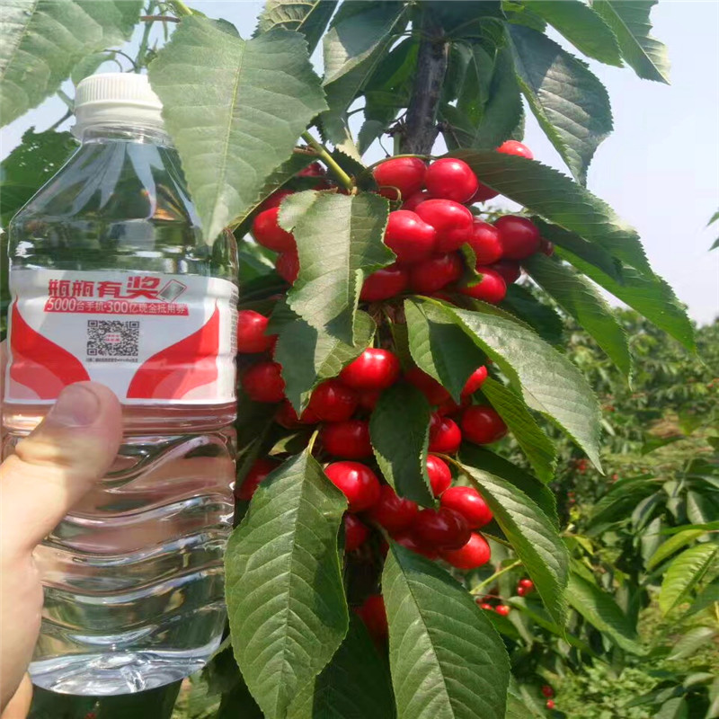 紅油香椿苗價格新品種紅油香椿苗哪里有賣的