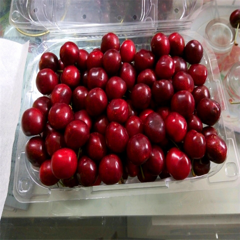 桃樹小苗種植基地桃樹小苗一棵多少錢