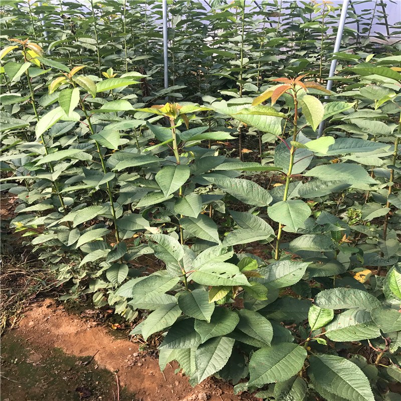 占地香椿苗批發(fā)價(jià)錢新品種占地香椿苗出售基地