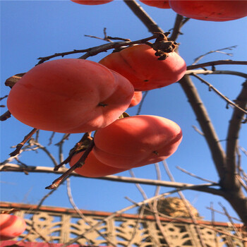 2018年-日本脆柿子苗哪里有卖（新品种）