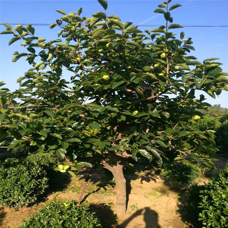 山东莲花柿子苗出售价钱莲花柿子苗一棵多少钱