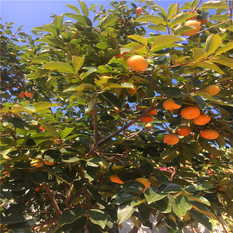 购苗-大秋柿子苗品种介绍（种植技术）