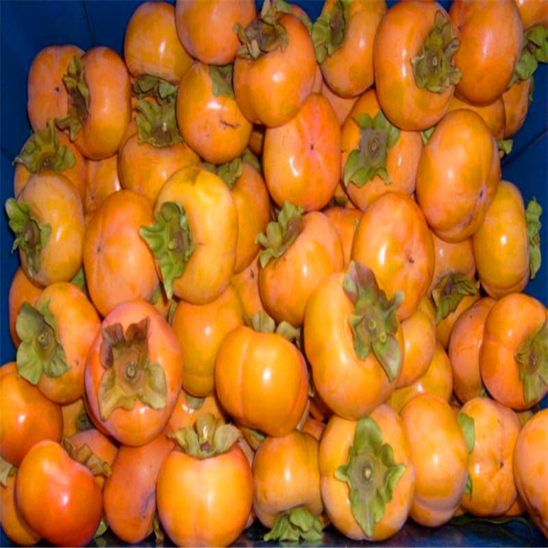 2018年3公分柿子苗批发出售3公分柿子苗价格哪里便宜