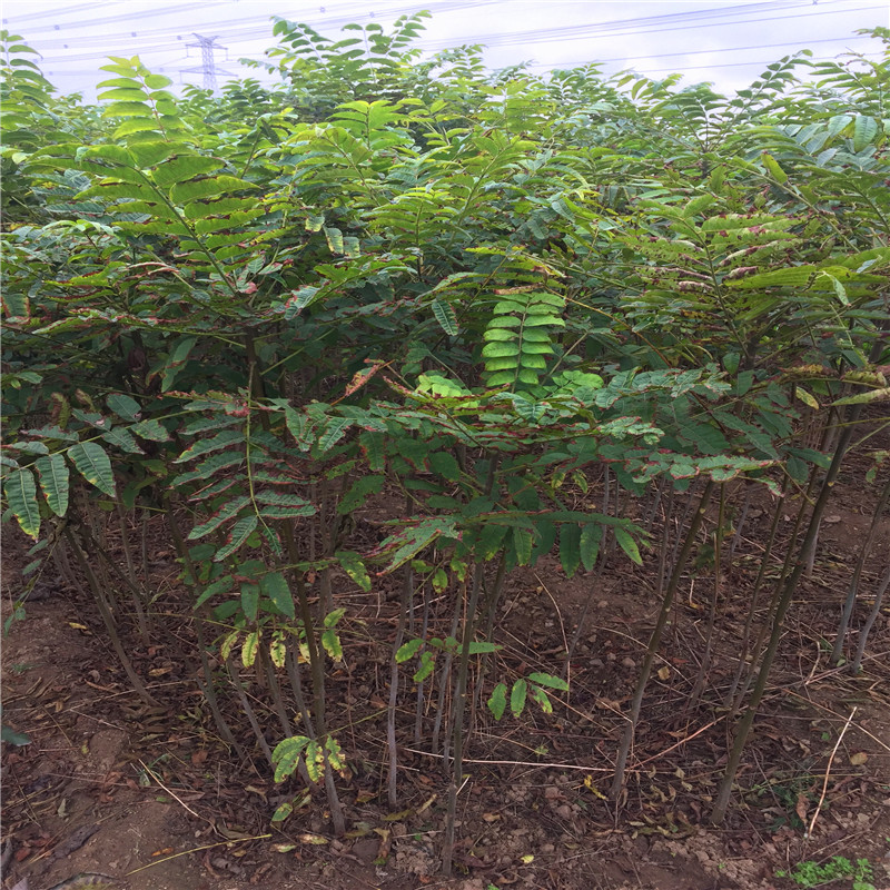 红芽香椿苗钱山东红芽香椿苗出售基地