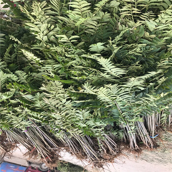 紅芽香椿苗出售批發(fā)新品種紅芽香椿苗批發(fā)什么價(jià)格