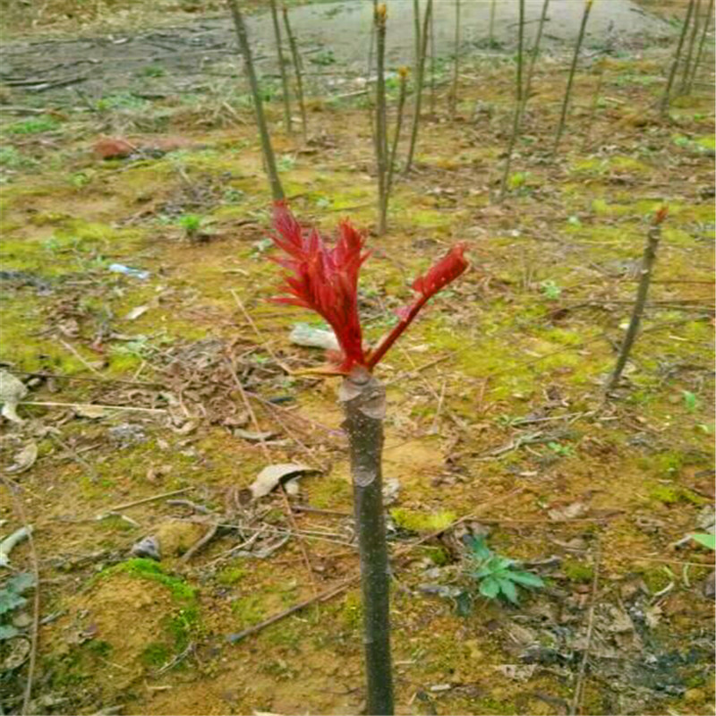 占地香椿苗批发价钱山东占地香椿苗一棵多少钱