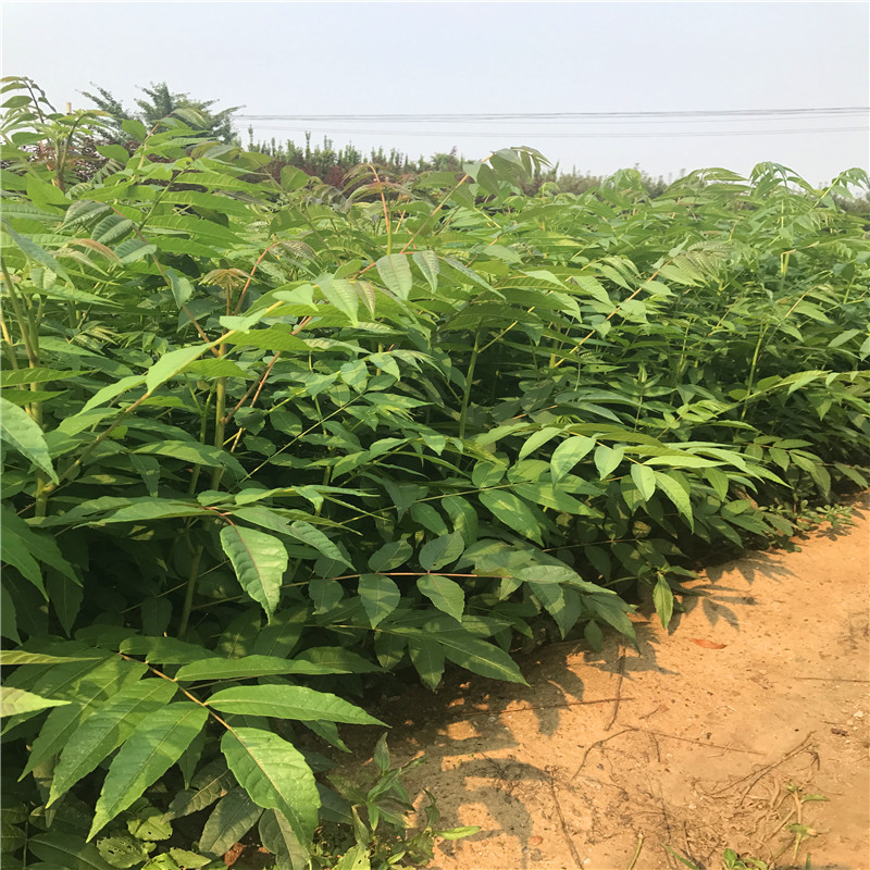 红芽香椿苗钱山东红芽香椿苗出售基地