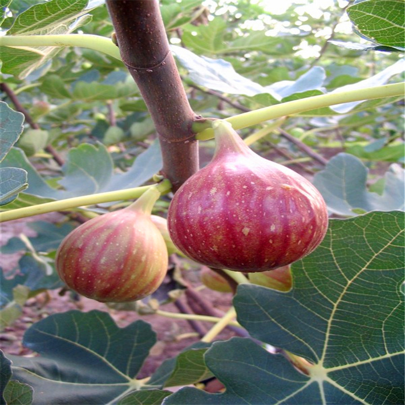 新品种蓬莱市无花果树苗报价蓬莱市无花果树苗附近哪里有