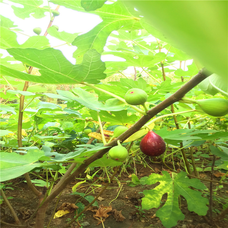 山东华丽无花果树苗报价华丽无花果树苗销售基地