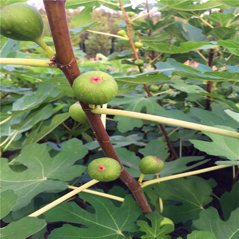 山東加州黑無花果樹苗出售加州黑無花果樹苗出售基地