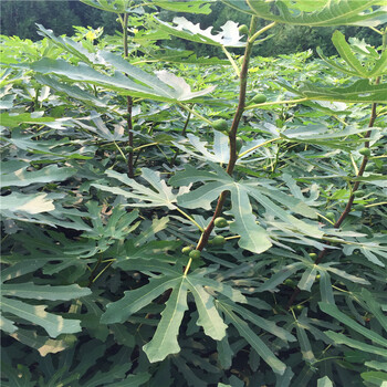 新品種無(wú)花果小苗批發(fā)無(wú)花果小苗批發(fā)出售