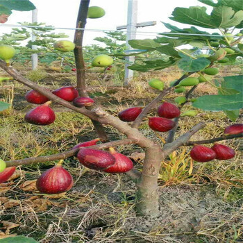 山東無花果樹苗批發(fā)無花果樹苗行情