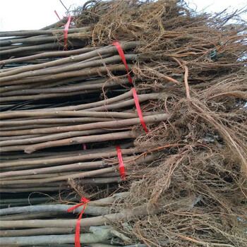 新品種三年生無花果樹苗出售三年生無花果樹苗什么價(jià)格