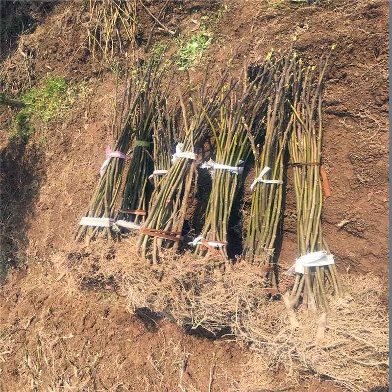 山东一年生无花果树苗多少钱一棵一年生无花果树苗哪里可以买到