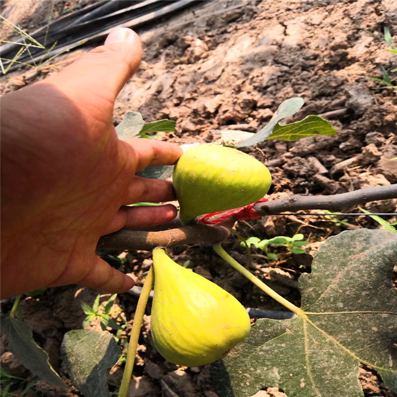 山东蓬莱市无花果树苗多少钱蓬莱市无花果树苗行情