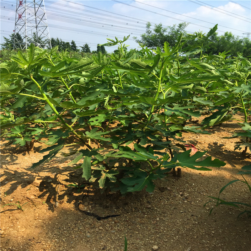 新品种无花果树苗基地无花果树苗什么价格