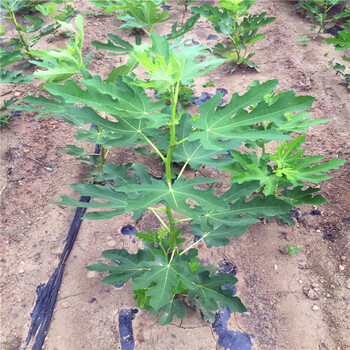 山東華麗無花果樹苗出售華麗無花果樹苗銷售價(jià)格