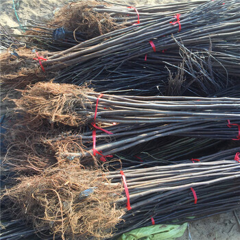 新品種兩年生無花果樹苗多少錢一棵兩年生無花果樹苗批發(fā)基地