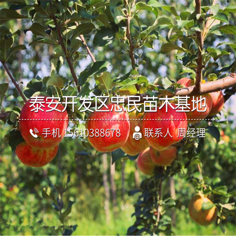 1公分蘋果樹苗批發(fā)出售、1公分蘋果樹苗哪里價(jià)格便宜
