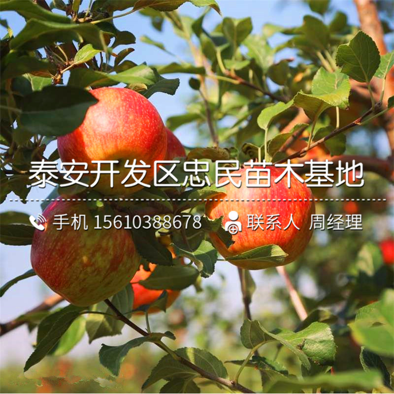 美八蘋果樹苗多少錢一棵、美八蘋果樹苗出售基地