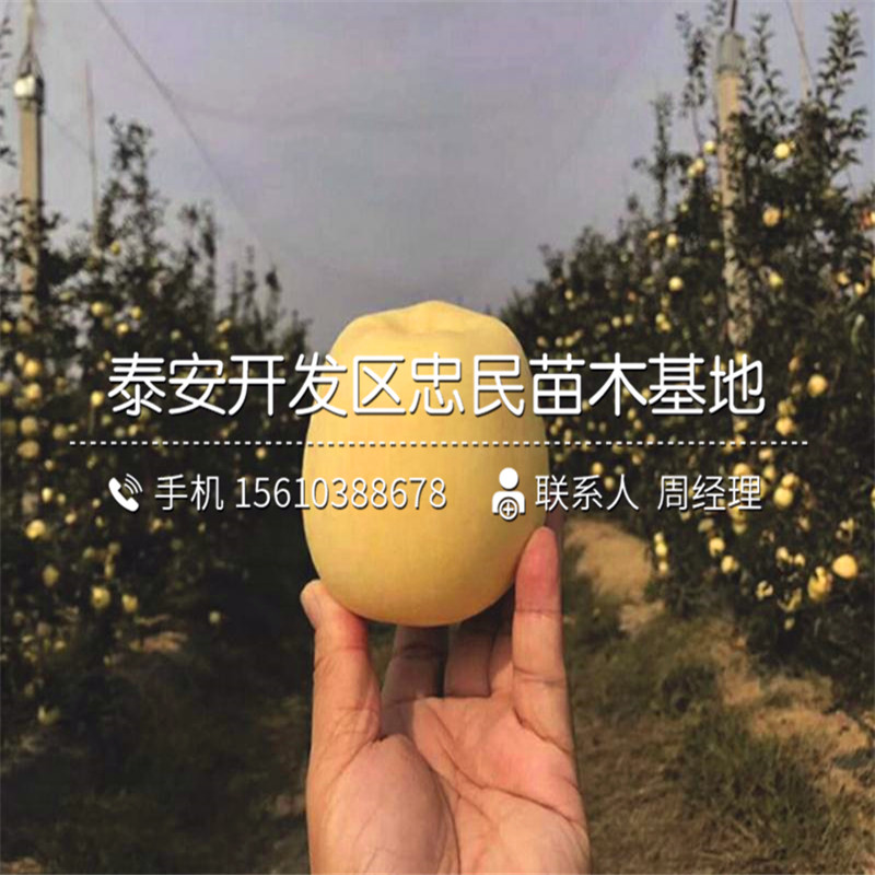 2018年柿子樹苗價格、柿子樹苗出售基地