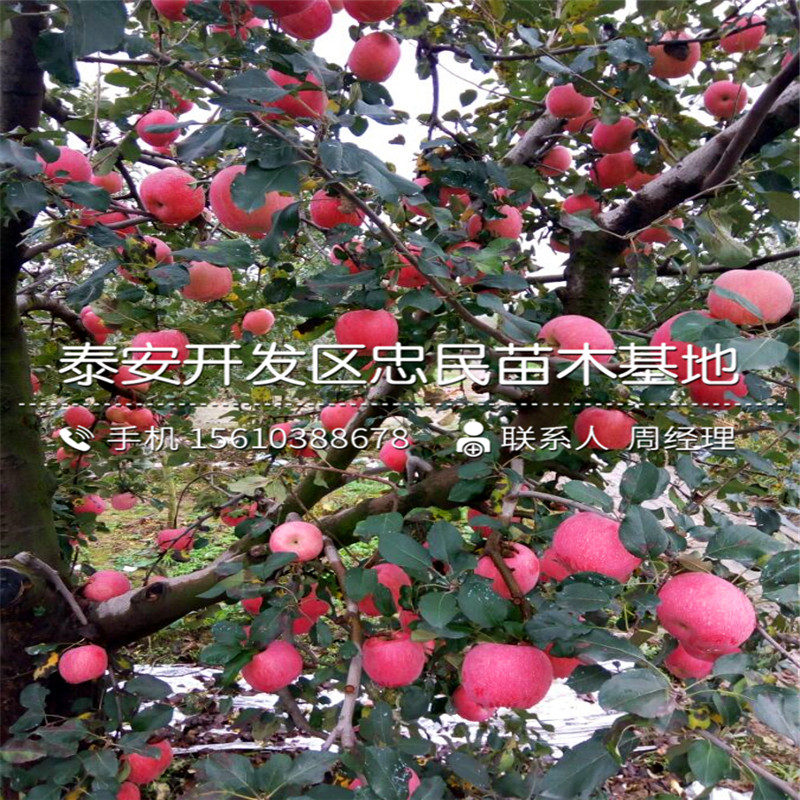 煙富10蘋果樹苗格、煙富10蘋果樹苗出售基地