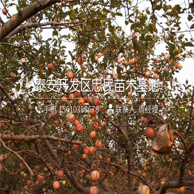 紅星蘋果樹苗出售價格、紅星蘋果樹苗什么價格