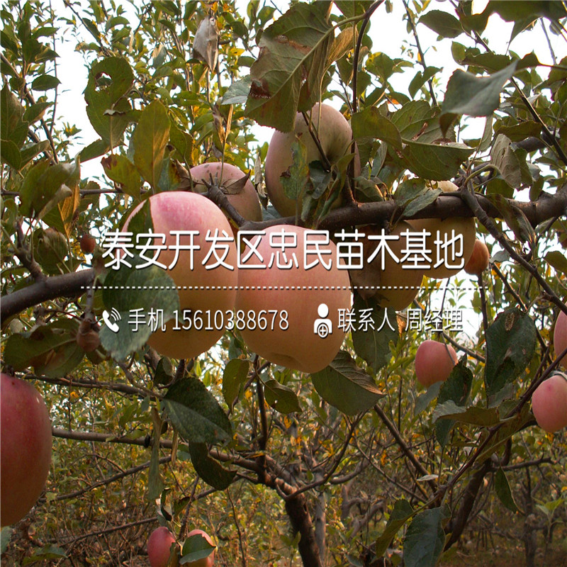 一號蘋(píng)果樹(shù)苗報價(jià)、一號蘋(píng)果樹(shù)苗哪里有