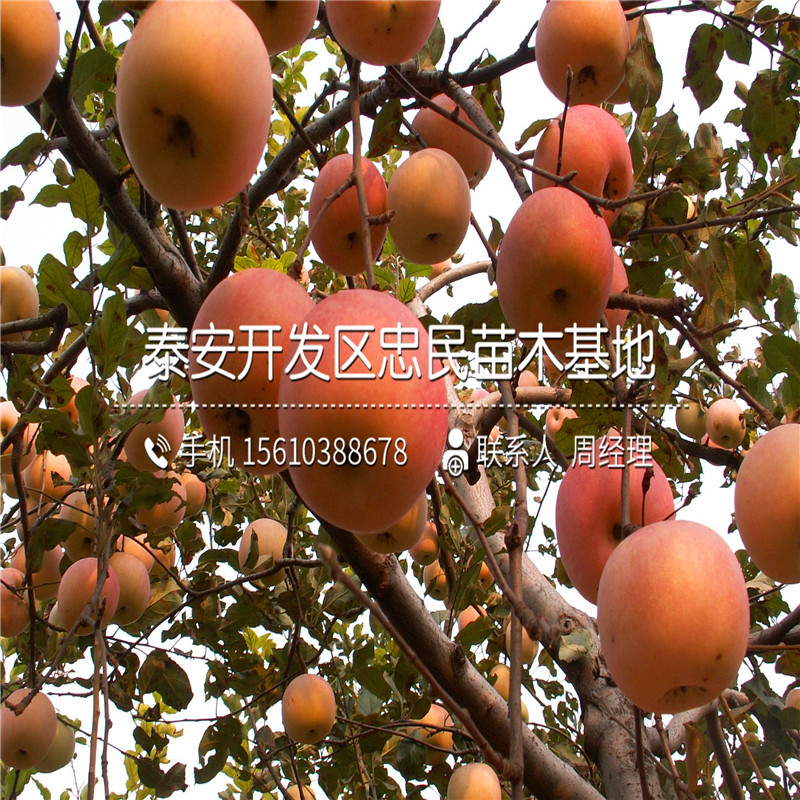 美八蘋果樹苗多少錢一棵、美八蘋果樹苗出售基地