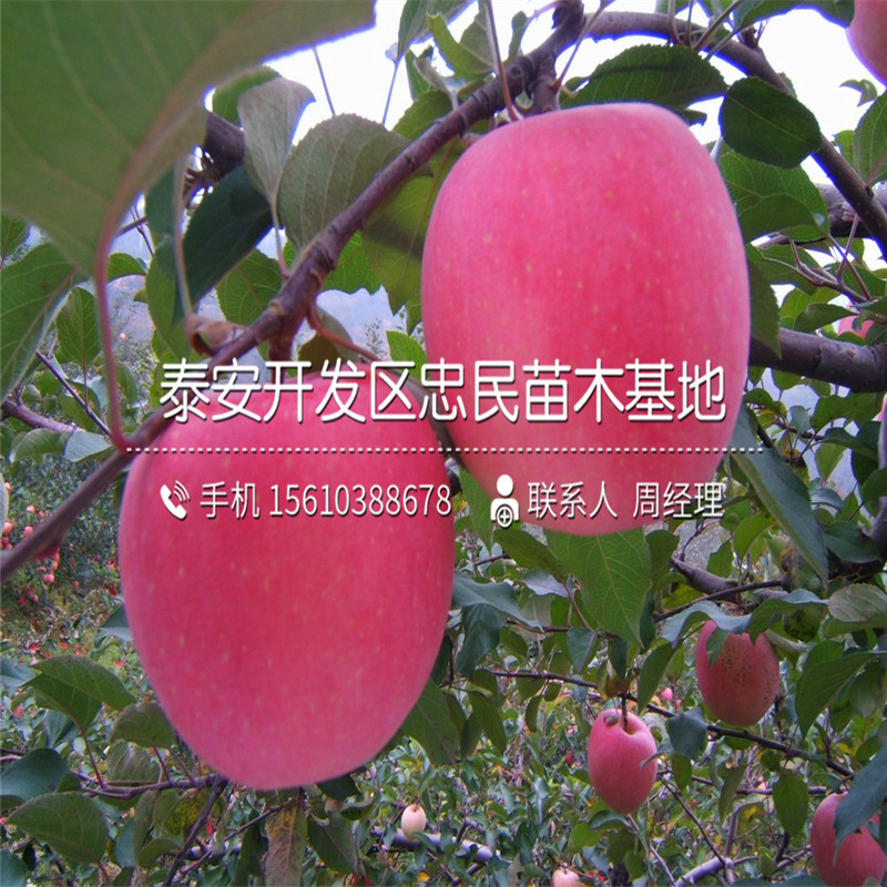 2018年黑鉆蘋果苗出售批發(fā)