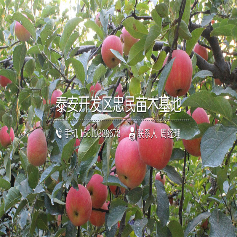 山東瑞雪蘋果苗瑞雪蘋果苗價位
