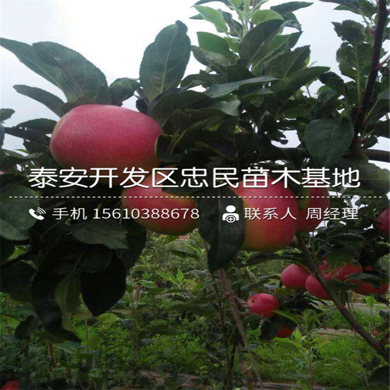 紅心蘋果樹苗多少錢、紅心蘋果樹苗批發(fā)基地
