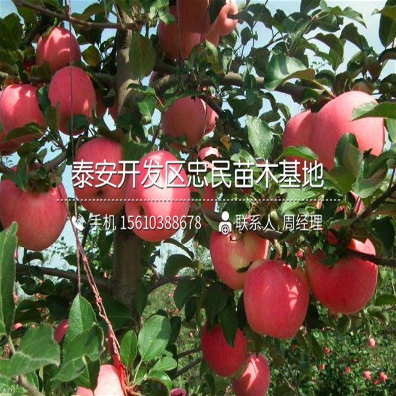 神富一號蘋果樹苗格、神富一號蘋果樹苗哪里有