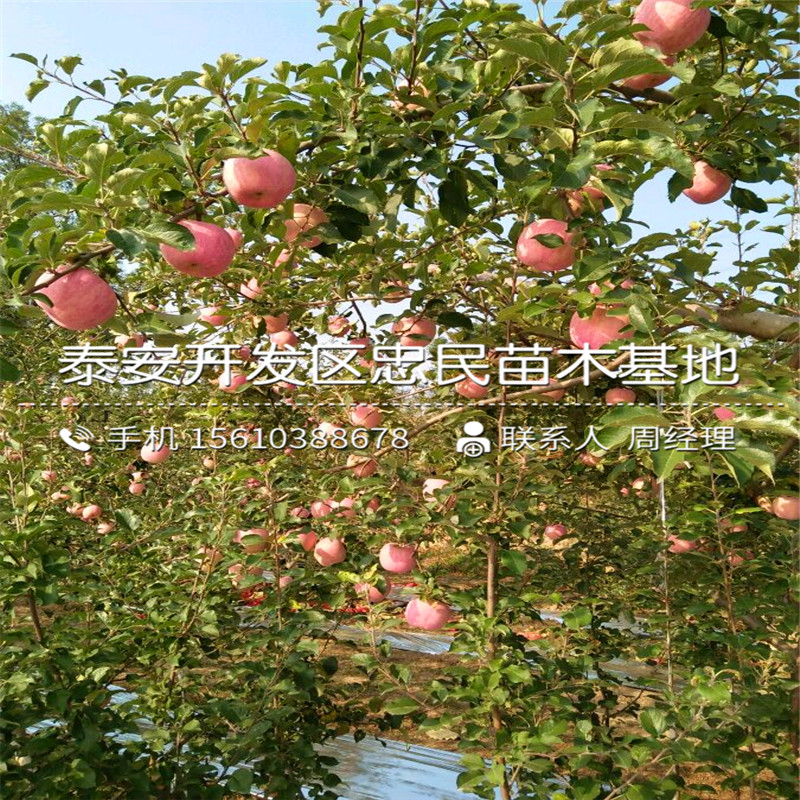 矮化m9t337蘋果樹苗價格與報價、矮化m9t337蘋果樹苗報價行情